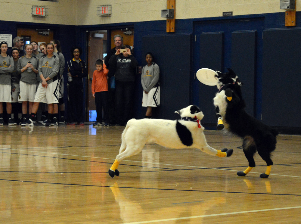 Zeke the Wonderdog and his friends visited SC4 during the 2016 basketball season.