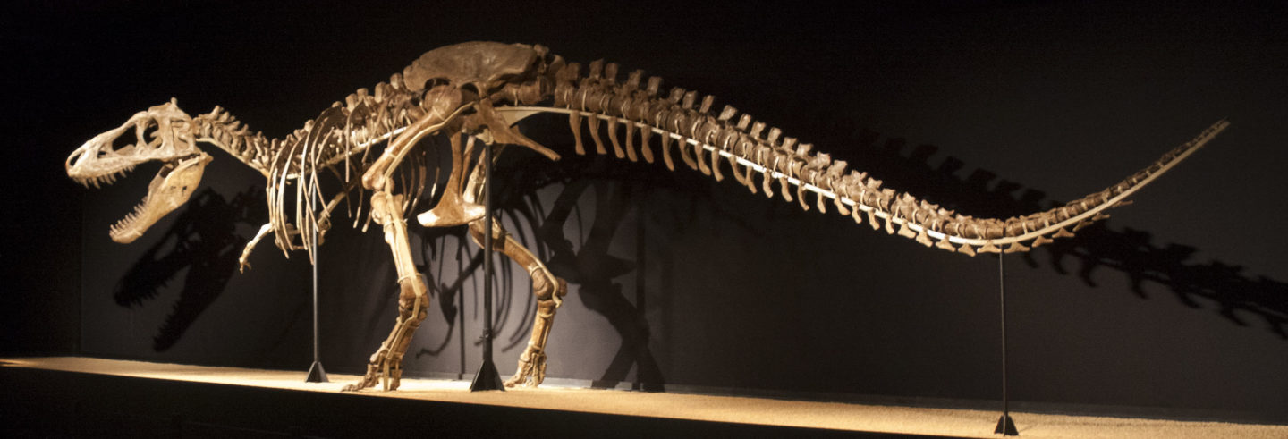 Skeleton of Tarbosaurus baatar in Barcelona.
